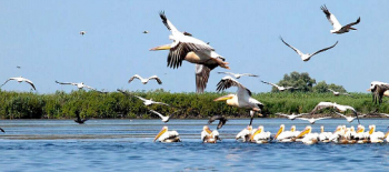 Roumanie-Delta du Danube... l'aventure nature 