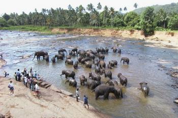 Sri Lanka-Sri Lanka ... la perle de l'océan Indien